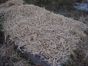 garlic bed
