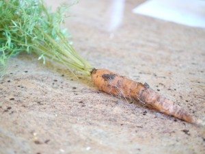 carrot