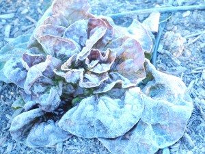 lettucefrost