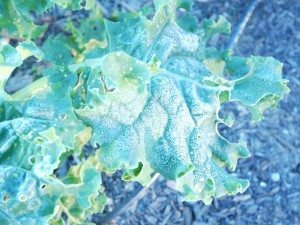 frostkale