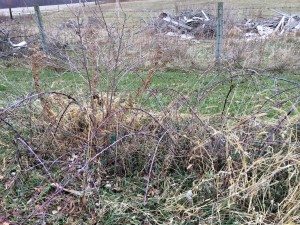 raspberry1