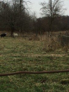 goats
