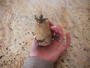 potato1