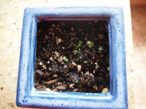 thyme