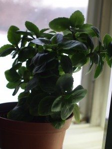 kalanchoe