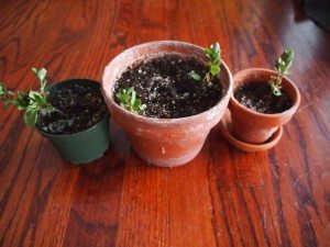 pots