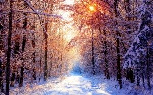 Trees-in-winter-natures-seasons-22173937-1920-1200