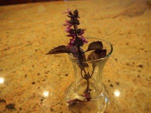 basil flowers