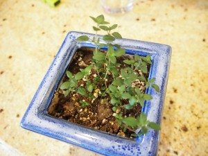 thyme pot