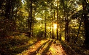 sunshine forest