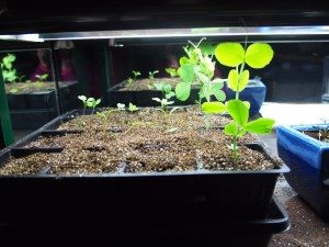 sprouts jungle