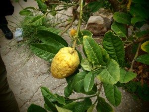 etrog small