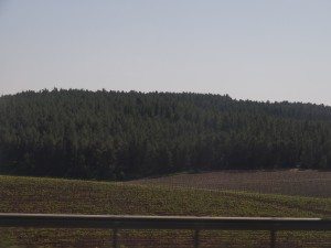 forest