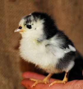 An Australorp chick. Picture from Wikimedia Commons