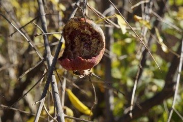 _DSC4015 (2)